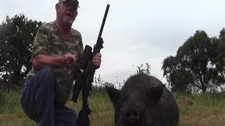 22 LR SubSonic Vs 400 lb Hog Hunt Night VisionSuppressed [upl. by Hump]