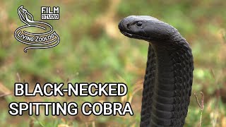 Deadly venomous Blacknecked spiting cobra Naja nigricollis wild snake in Kenya black snake [upl. by Airednaxela]