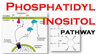 Phosphatidylinositol pathway [upl. by Illoh11]