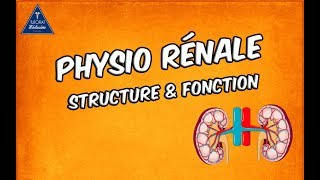 Physiologie rénale  Structure et fonctions [upl. by Hyde]