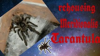 Rehousing Meridionalis Tarantula Enclosure [upl. by Wisnicki]