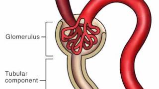 Pharmacology Excretion [upl. by Hatti]