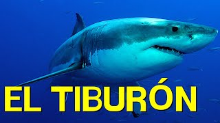 El TIBURÓN cómo vive alimentación nado morfología🦈 [upl. by Renner854]