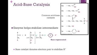 037Catalytic Mechanisms [upl. by Hearn]