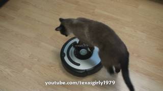 Cat shows HOW TO use iRobot Roomba Vacuum [upl. by Anihsat]