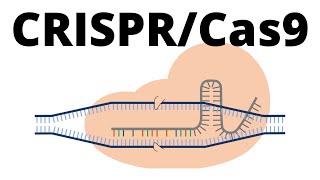 Genome editing with the CRISPRCas9 system [upl. by Suhcnip]