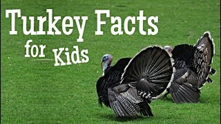 Turkey Facts for Kids [upl. by Enohpets]