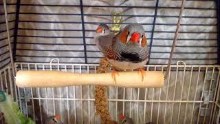 Zebra Finch Fledglings  Billy Singing [upl. by Robbie]