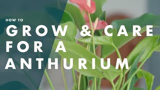 How To Look After An Anthurium [upl. by Eneja]