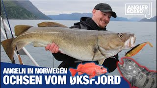 Ochsen vom Øksfjord  Angeln in Norwegen  Nordnorwegen  RUTE amp ROLLE CLassic  ANGLERBOARD TV [upl. by Achorn95]