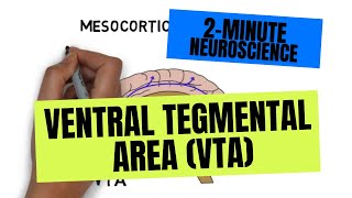 2Minute Neuroscience Ventral Tegmental Area VTA [upl. by Annohsed]