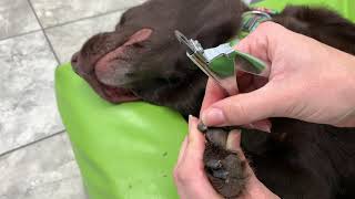 How to Trim Your Dogs Dark Nails [upl. by Ming]