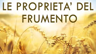 Proprietà del Frumento  Tutto quello che cè da sapere sul Grano [upl. by Enelec]