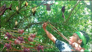 Hunting slingshot 82  Shoot pigeons and swallows cook for food  Thai S [upl. by Okier]