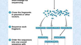 Chapter 21 Genome Evolution [upl. by Baal]