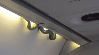 Snake on a Plane Causes Emergency Landing [upl. by Susejedairam806]