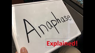 Anaphase explained [upl. by Adolf163]