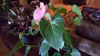 How to take care of an Anthurium Plant  Donna Joshi [upl. by Astera724]