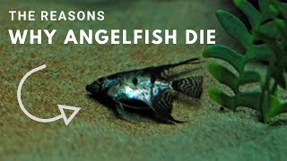 The Reasons Why Angelfish Die [upl. by Ailaham]