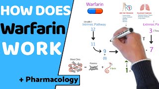 Living with Warfarin [upl. by Aynod898]