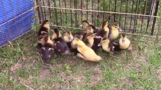 Raising Muscovy Ducks for Meat Beginning Stage [upl. by Lonyer]