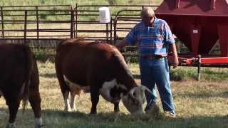 Miniature Herefords [upl. by Kcirtap]