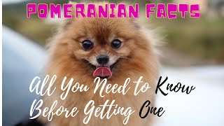 Facts About Pomeranian Dogs 101All You Need to Know [upl. by Fae]