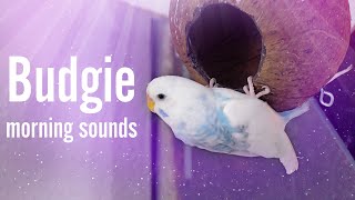 Morning Budgie Sounds for 1 Hour Listening [upl. by Gertrude]