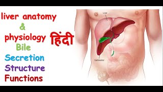 liver anatomy amp physiology in hindi  lobes of liver  functions  structure [upl. by Siraved477]