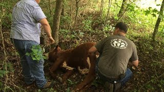 Castration of our Hereford bulls [upl. by Kelda]