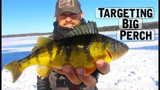 Ice Fishing For BIG PERCH  Underwater Footage [upl. by Olegnaed]