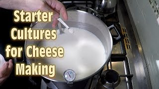 Starter Cultures for Cheese Making [upl. by Noitsirhc]