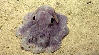 Dumbo Octopus in Action  Nautilus Live [upl. by Anwahsat]