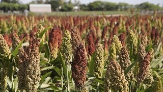 What Is Sorghum – Information About Sorghum Plants [upl. by Tanitansy724]