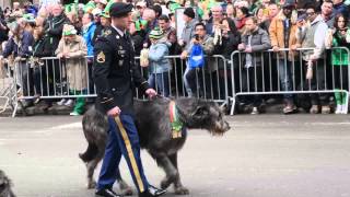 A Diary of Irish Wolfhounds on St Patricks Day [upl. by Idalla]