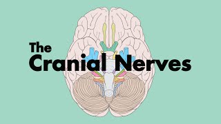 How to Remember the Cranial Nerves Mnemonic  MEDZCOOL [upl. by Epul]