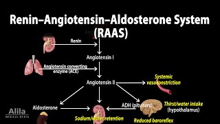 The Renin–Angiotensin–Aldosterone System RAAS Animation [upl. by Elttil]