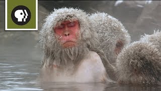 Snow Monkeys Soak in Hotsprings [upl. by Noreg]