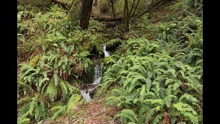 Tassel fern  Polystichum polyblepharum [upl. by Seow909]