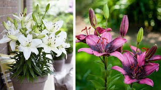 How to Plant Asiatic Lilies Summer Garden Guide [upl. by Renie588]