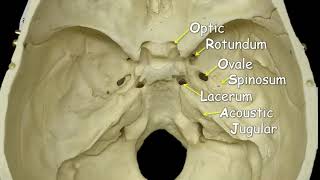 Cranial Foramina  Mnemonic Phrase [upl. by Sheena356]