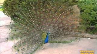 Peafowl at Brookfield Zoo [upl. by Moshe]