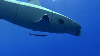 Can Roboshark Fool the Reef Sharks  BBC Earth [upl. by Nibbor]