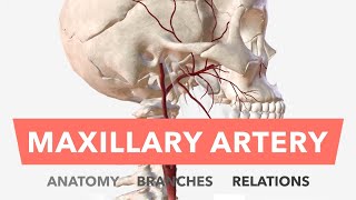 Maxillary Artery  Anatomy Branches amp Relations  Mnemonic [upl. by Eesdnyl]