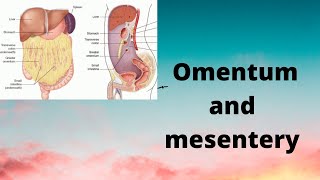 Omentum and mesentery [upl. by Lida]