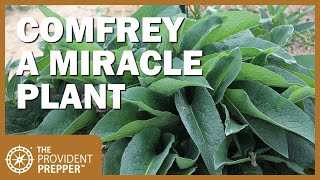 How to Propagate Grow and Use Comfrey [upl. by Sidra201]