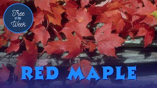 Tree of the Week Red Maple [upl. by Ecinnej]