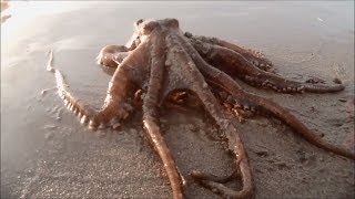 Discovering Octopus on the Beach [upl. by Soisatsana408]