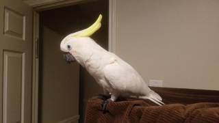 Cockatoo Talking Asks To Go To Bed PARROT VIDEO OF THE DAY [upl. by Nimajeb722]