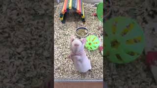 Bucky the Skinny Pig [upl. by Rebmit]